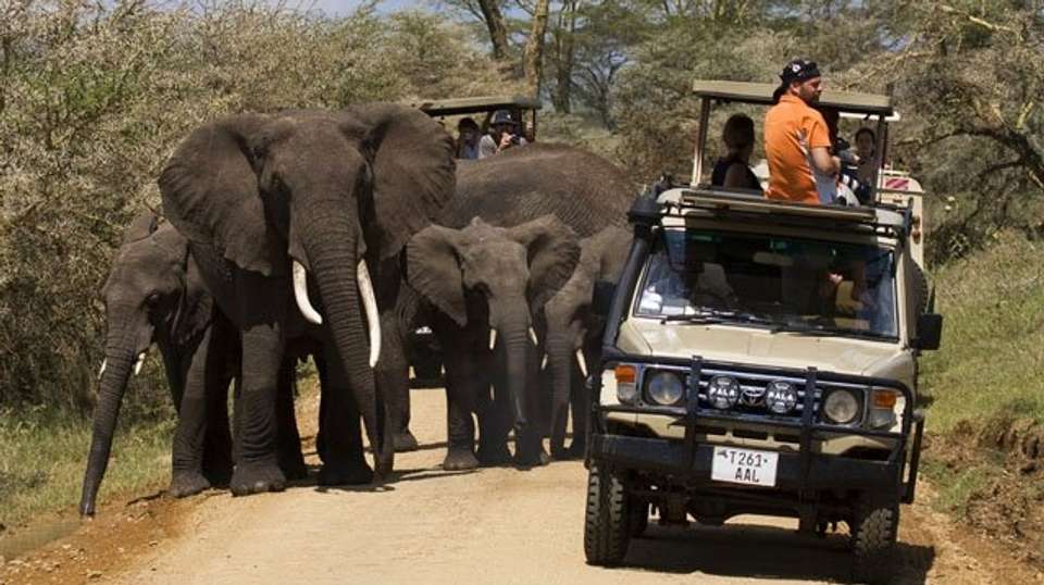 6 Day Safari Extravaganza in Tanzania - Gosheni Safaris Africa - Tanzania - Image 2