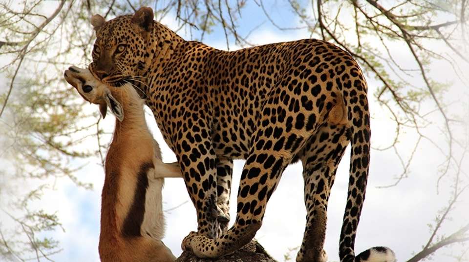 6 Day Safari Extravaganza in Tanzania - Gosheni Safaris Africa - Tanzania - Image 3