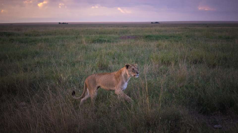 6 Day Safari Extravaganza in Tanzania - Gosheni Safaris Africa - Tanzania - Image 4