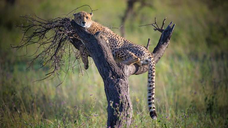 6 Day Safari Extravaganza in Tanzania - 6 days