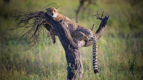 Ngorongoro Crater Adventure Tour: 6 Day Safari Extravaganza In Tanzania
