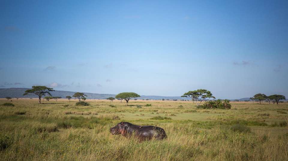6 Day Safari Extravaganza in Tanzania - Gosheni Safaris Africa - Tanzania - Image 5