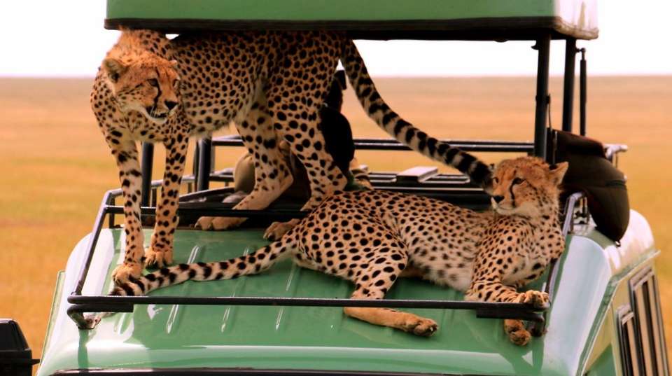 6 Day Safari: Tarangire, Manyara, Serengeti, Ngorongoro - Greg Adventures - Tanzania - Image 3