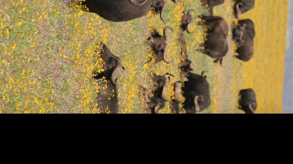 6 Day Safari: Tarangire, Manyara, Serengeti, Ngorongoro - Greg Adventures - Tanzania - Image 4