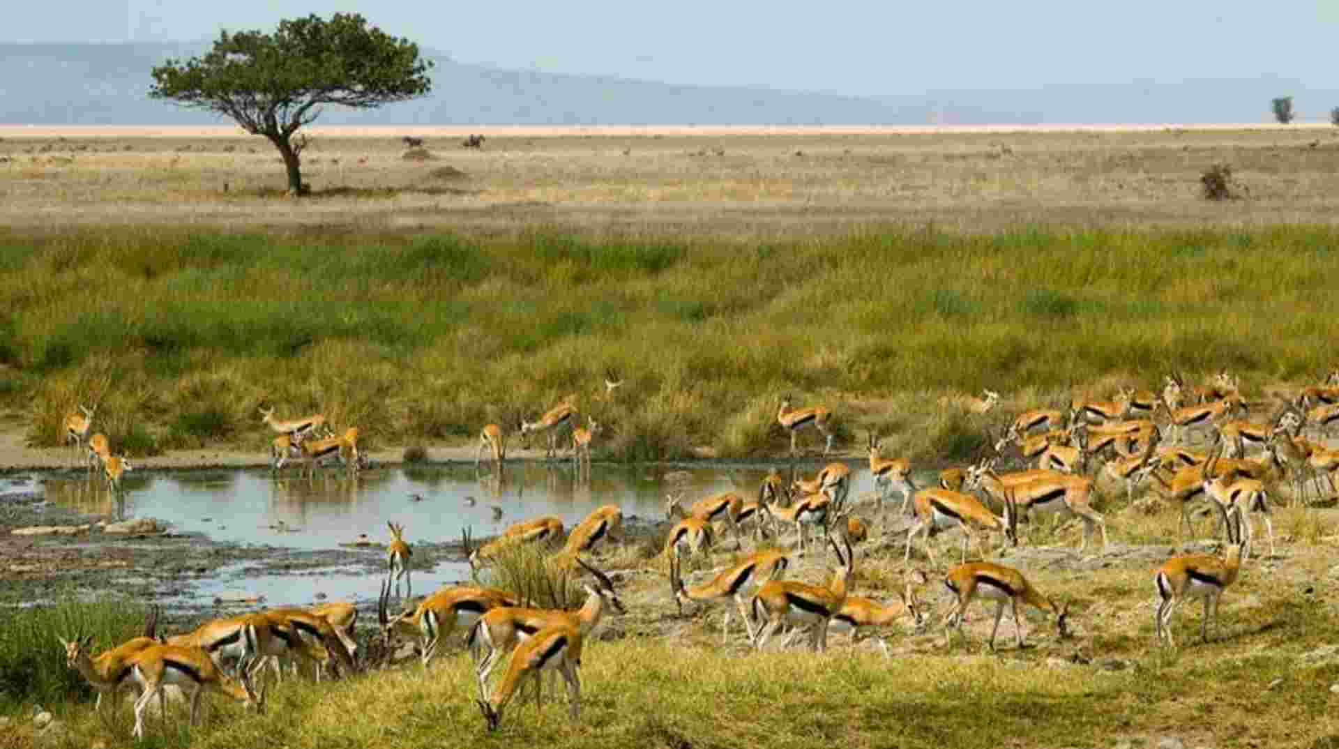 6-Day Tanzania Safari