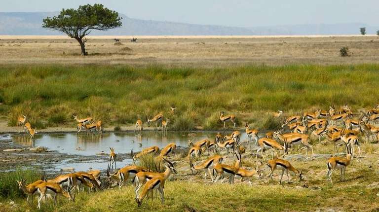6-Day Tanzania Safari - 6 days