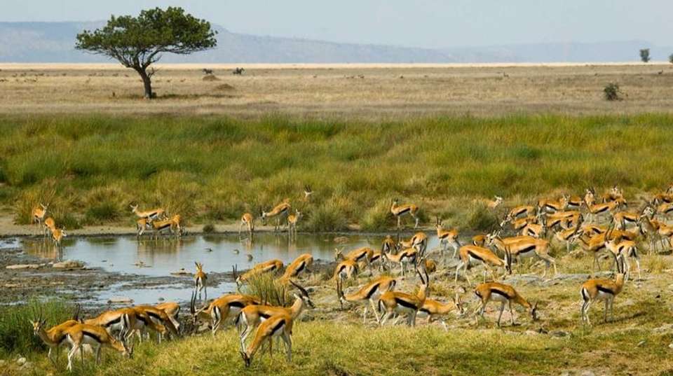 6-Day Tanzania Safari - Dahlia Africa - Tanzania - Image 1