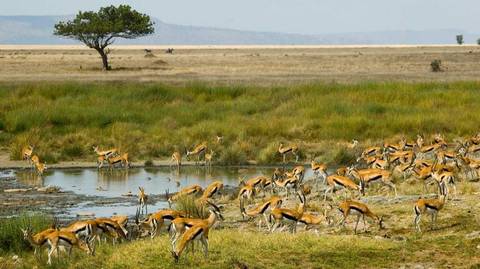 6-day Tanzania Safari - 6 Days