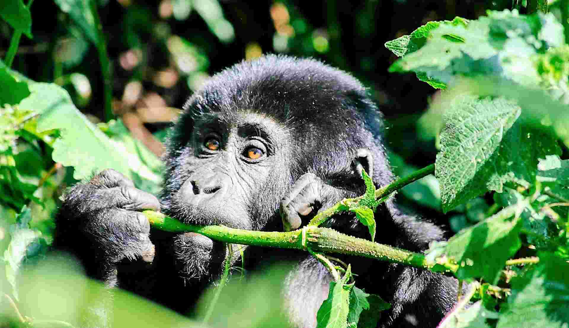 6-day Gorilla Encounter Accommodated