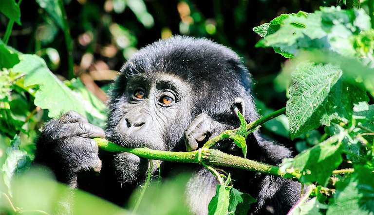 6-day Gorilla Encounter Accommodated - 6 days