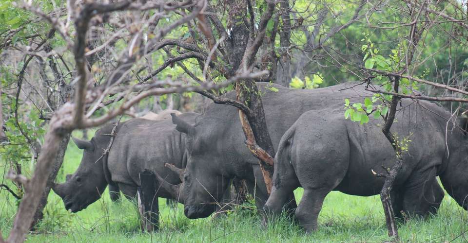 6-day Uganda Wildlife Safari Tour  - Mak Global Consults Tours & Travel - Uganda - Image 2