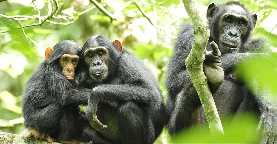 6-day Uganda Wildlife Safari Tour  - Mak Global Consults Tours & Travel - Uganda - Image 3