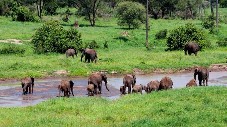 6-DAY WILDEBEEST MIGRATION SAFARI - Dahlia Africa - Tanzania - Image 2