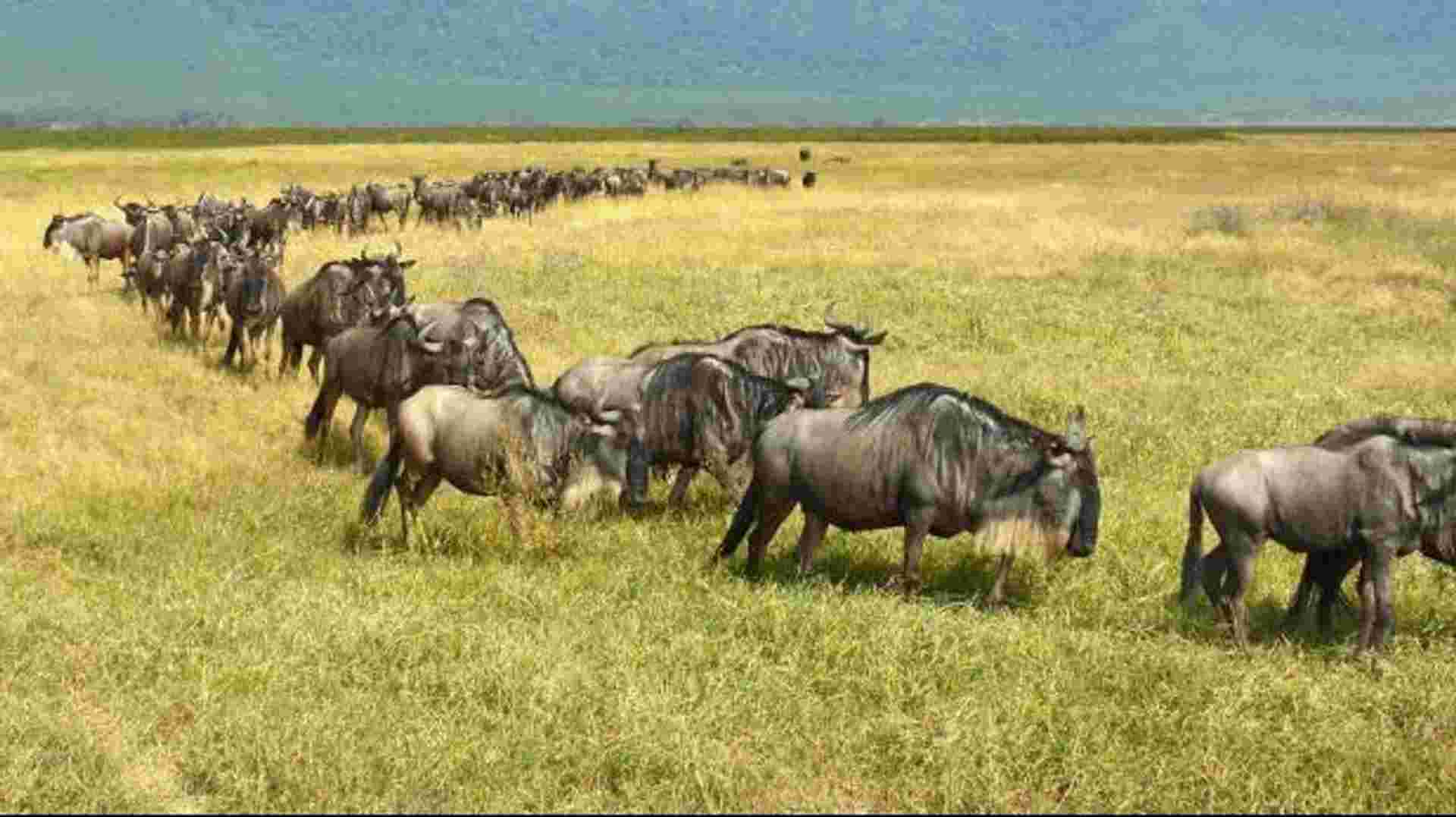 6-DAY WILDEBEEST MIGRATION SAFARI