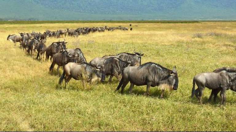 6-DAY WILDEBEEST MIGRATION SAFARI - 6 days