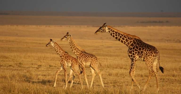 6 Days Affordable Safari trip - alternative tour available