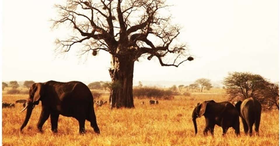 6 Days Affordable Safari - Agama Tours And Safaris - Tanzania - Image 4