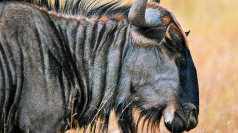 Kenya Tours For Young Adults: 6 Days Amboseli, Nakuru Masai Mara Safari