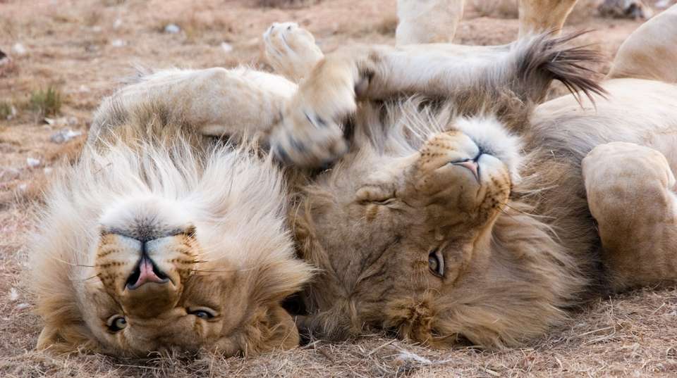 6 Days  Amboseli, Nakuru Masai Mara Safari - Sir Michaels Tours And Safaris - Kenya - Image 2