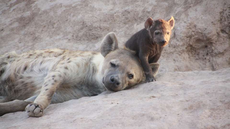 6 Days  Amboseli, Nakuru Masai Mara Safari - Sir Michaels Tours And Safaris - Kenya - Image 3