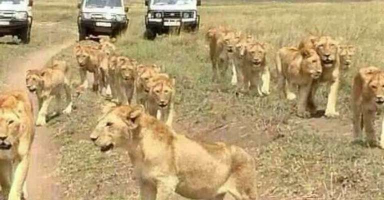 6 Days Budget Camping Safari Group Joining - 6 days
