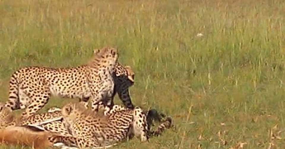 6 Days Budget Camping Safari Group Joining - Avocet Tanzania Safaris Ltd - Tanzania - Image 2