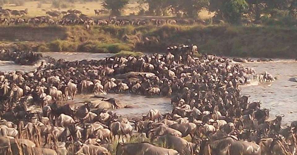6 Days Budget Camping Safari Group Joining - Avocet Tanzania Safaris Ltd - Tanzania - Image 3