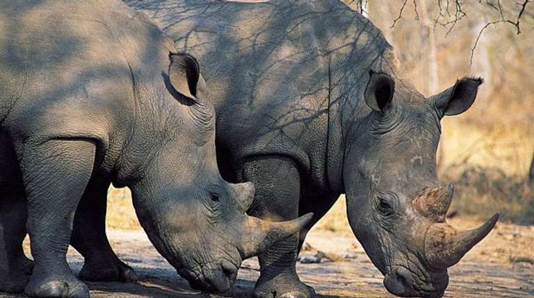 6 Days Masai Mara, Lake Nakuru & Amboseli Safari - Winter tours