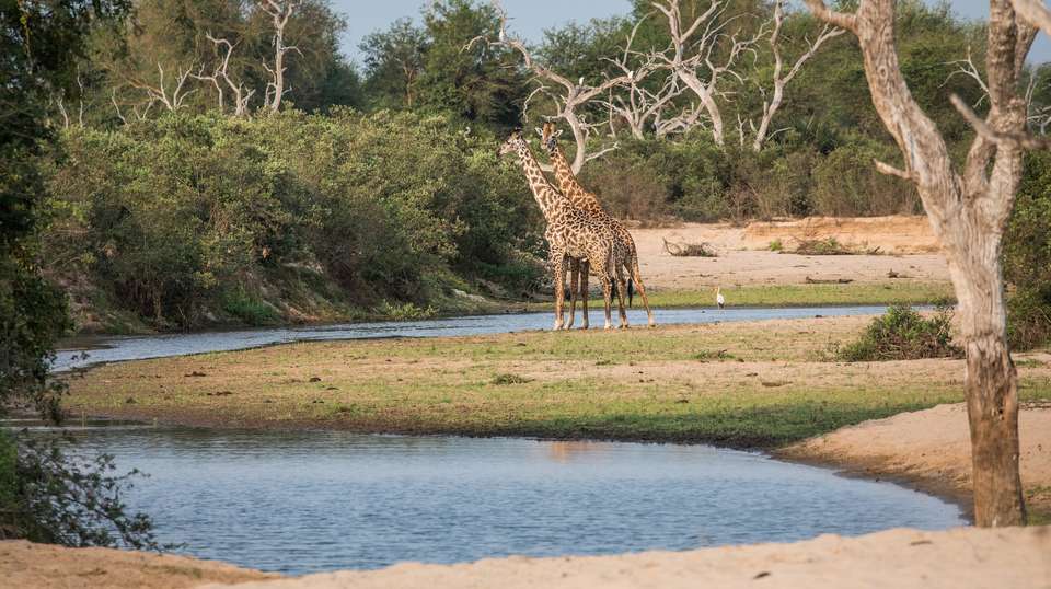 6 Days Safari - Nyerere's Park & Mikumi Safari - Bush 2 City Adventure - Tanzania - Image 24