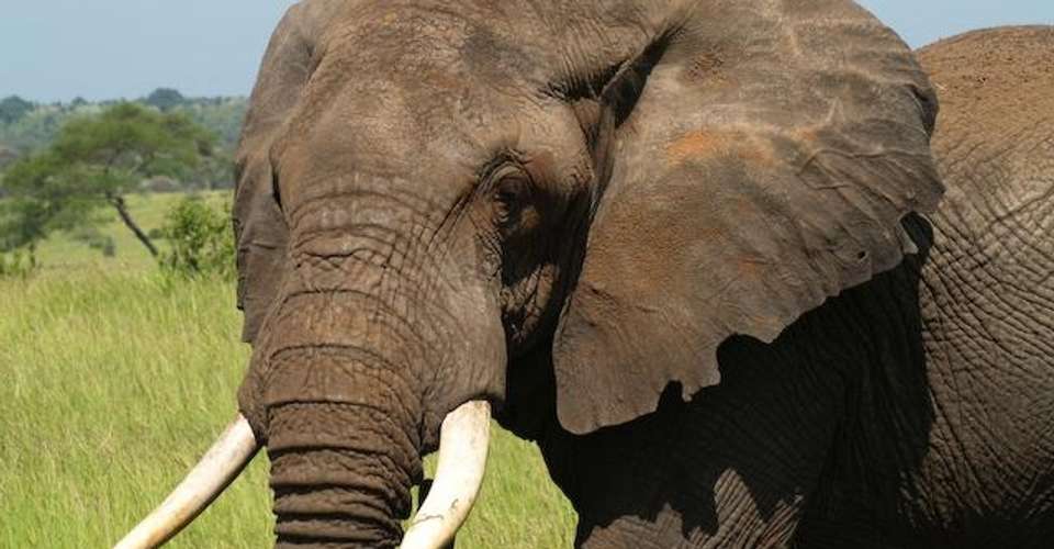 6 Days Safari - Tarangire,Serengeti,Ngorongoro & Manyara - Enosa Expeditions - Tanzania - Image 3