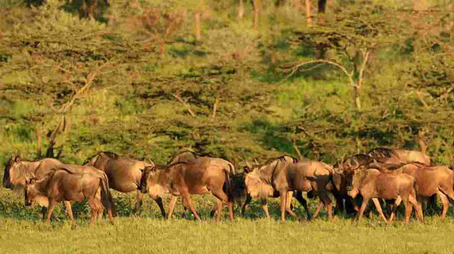 Exploring The  North Tanzania  | 6 Days 