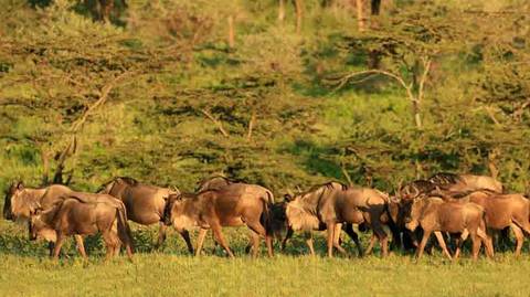 Exploring The North Tanzania | 6 Days - April 2027