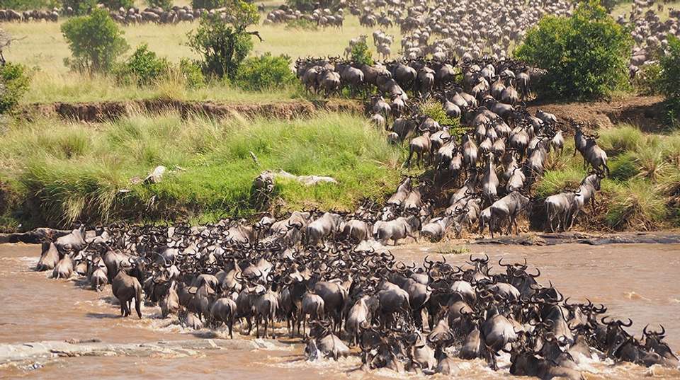 6 Days – Serengeti Migration Group Safari - Wonders Of Creation Tours And Safaris - Tanzania - Image 2