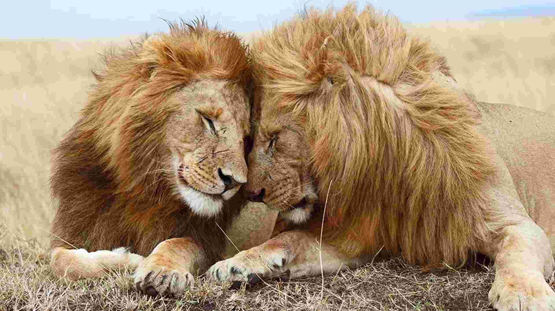 6 Days – Serengeti Migration Group Safari