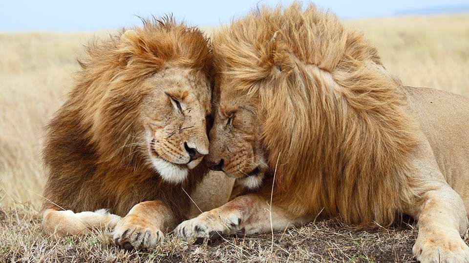 6 Days – Serengeti Migration Group Safari - Wonders Of Creation Tours And Safaris - Tanzania - Image 1
