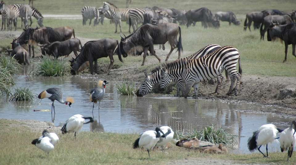 6 Days – Serengeti Migration Group Safari - Wonders Of Creation Tours And Safaris - Tanzania - Image 3