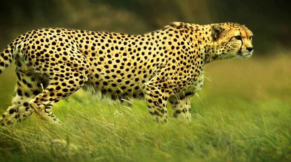 6 Days Treasure and Leisure - Hope Adventures Safaris - Tanzania - Image 1