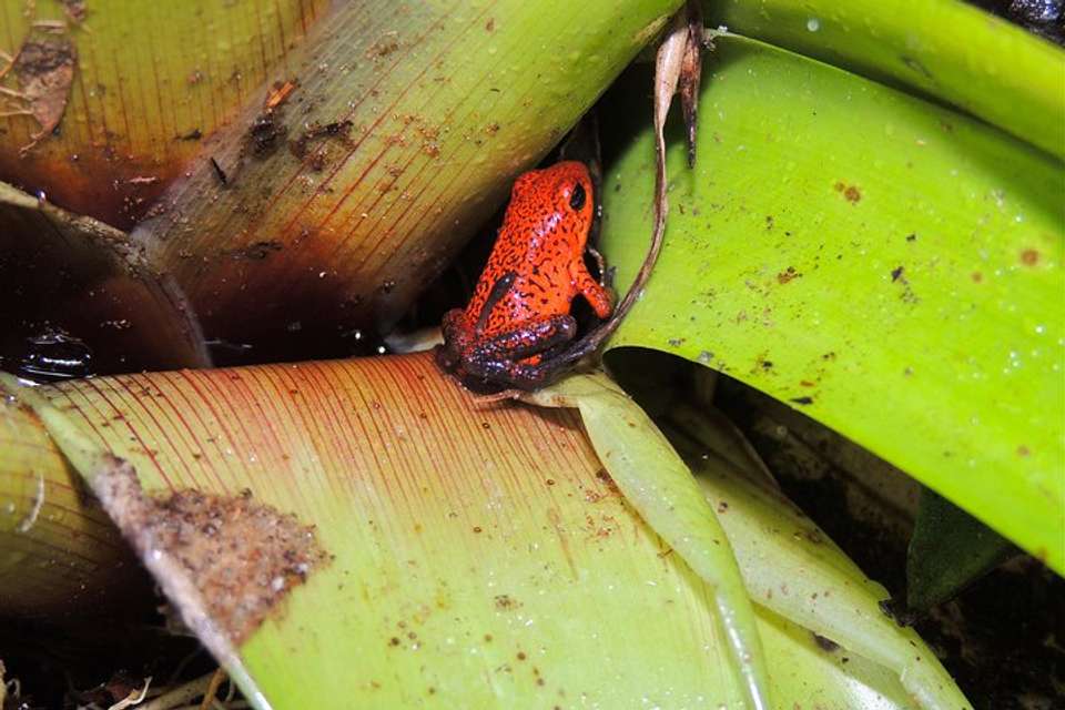 6 In 1 Rainforest Adventure From San Jose - Destination Services - Costa Rica - Image 7