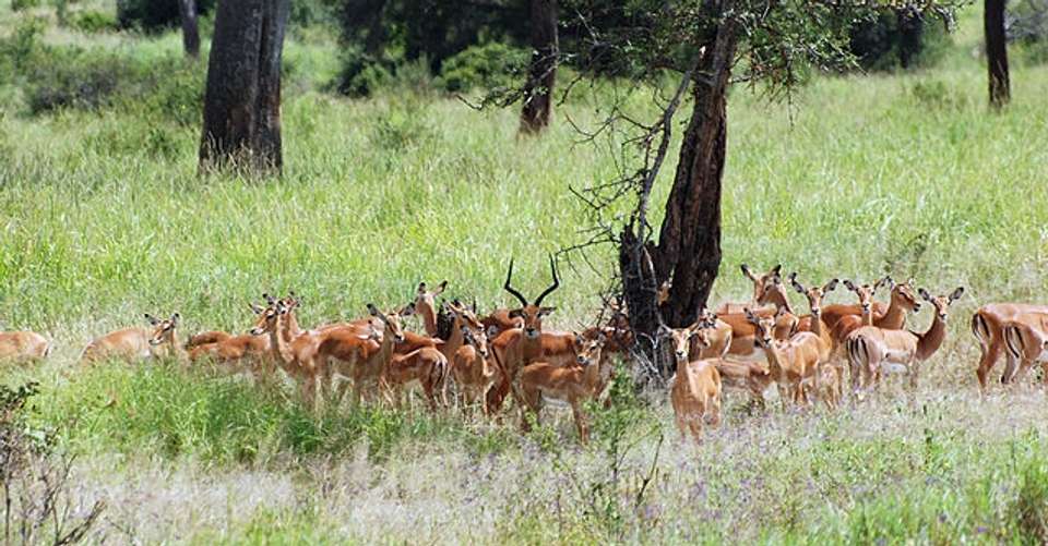 6Days/5Nights -Best of Selous Game Reserve Camping Safari - Across Africa Nature - Tanzania - Image 2
