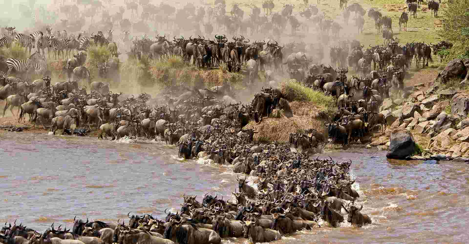 6N/7D Great Wildebeest Migration Trekking