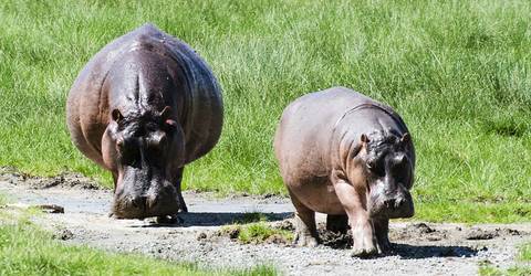 6n/7d Real African Safari Experience - 7 Days