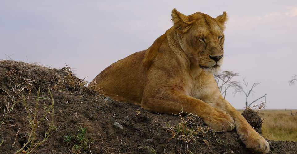 6N/7D Real African Safari Experience - Across Africa Nature - Tanzania - Image 2