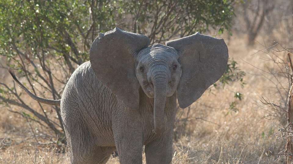7 Day Cape Town & Safari Honeymoon - African Travel Gateway - South Africa - Image 2