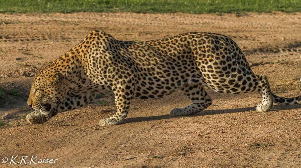 7 Day Cape Town & Safari Honeymoon - African Travel Gateway - South Africa - Image 8