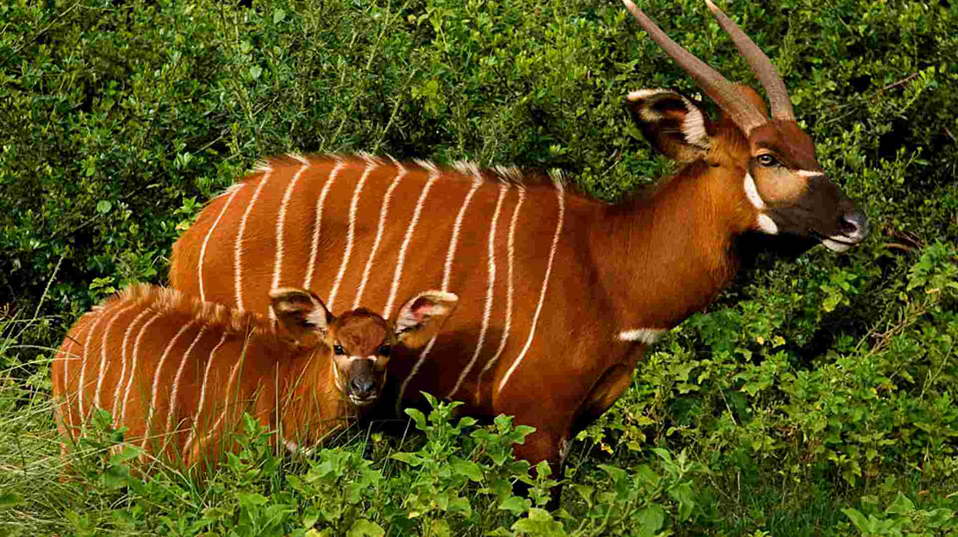 7 Day Explorer Safari in Kenya
