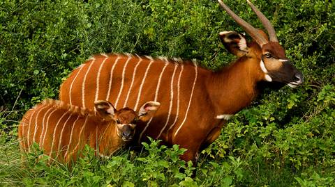 7 Day Explorer Safari In Kenya - 7 Days