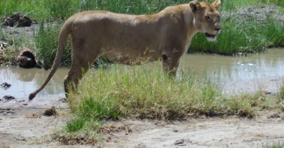 7-Day Magical Encounter of The Big Five Safari - World Air Travel And Tours - Tanzania - Image 2