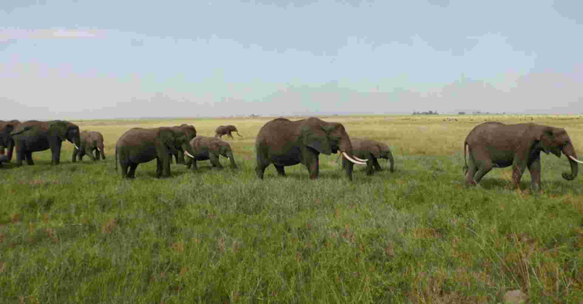 7-Day Magical Encounter of The Big Five Safari