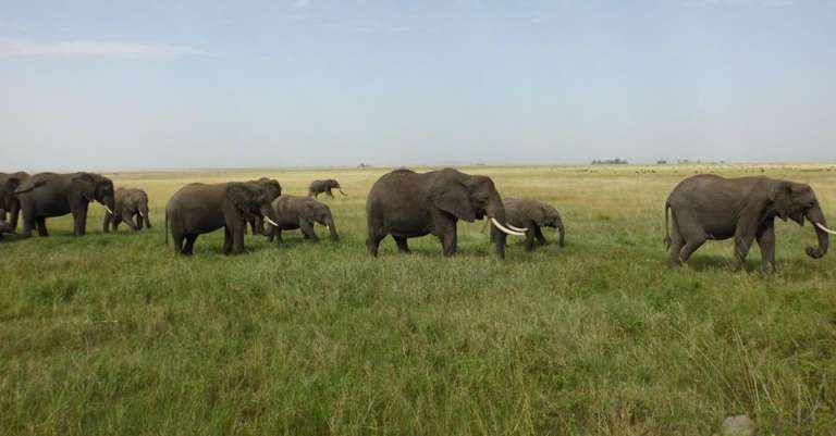 7-Day Magical Encounter of The Big Five Safari - 7 days