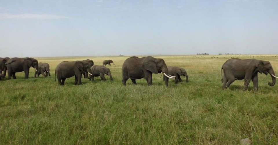 7-Day Magical Encounter of The Big Five Safari - World Air Travel And Tours - Tanzania - Image 1